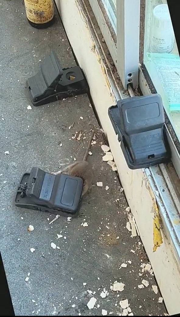 Hasil Tangkapan TIKUS KILLER 2